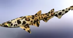 cat-shark