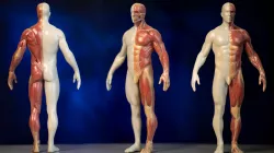 Digital Anatomy™ 3D Printing  with J750 Stratasys | 3DMan Studio