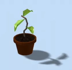Plant in a pot
