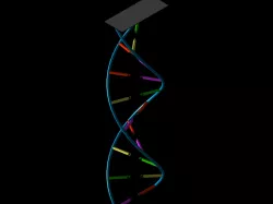 DNA Model Project