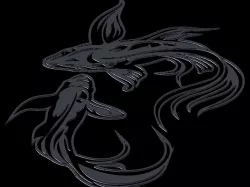 Koi