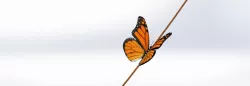 Monarch Butterfly