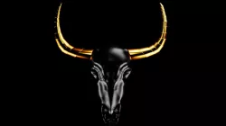 Water Buffalo Skull