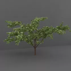 Acacia Tree 3D model
