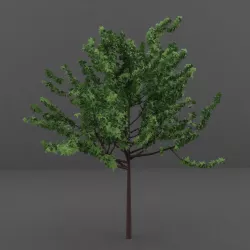 Apple Tree 3D model