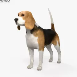 Beagle HD 3D model