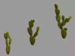 Desert Plant - Cactus 06 3D model