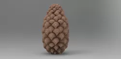 fir cone