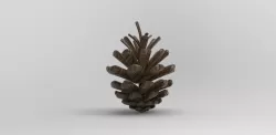 fir cone