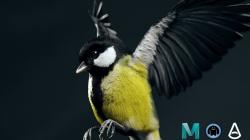 tit model | Page 1 | STLFinder