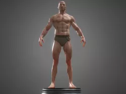 human anatomy  3D model