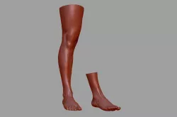 Human leg and foot 3D model