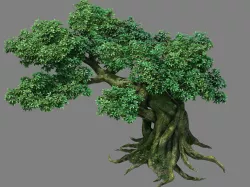 Kazlog shallow bay - tree 04 3D model