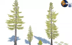 Lowpoly Douglas fir Trees 3D Model Low-poly 3D model