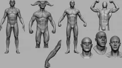 Male Anatomy Collection v2 3D model