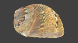 Patterned Spiral Seashell Photoscan Low-poly 3D model