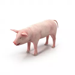 PIG MODEL 3D model
