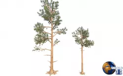 Pine Trees LODS Realistic Lowpoly 3D Model Low-poly 3D model