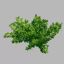 Plant - Weed 036 3D model