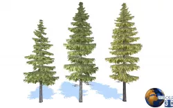 Spruce Trees Lowpoly 3d Model Low-poly 3D model