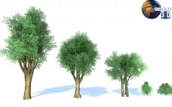 Stylize colorful trees pack lowpoly 3d model   Low-poly 3D model