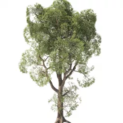 Tree Oak 3D model