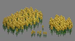 Western Suburbs - Rape flowers 3D model