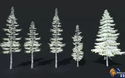 Winter Trees Spruce Douglas fir Lowpoly 3D Model Low-poly 3D model