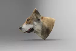 wolfdog