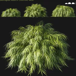 Acacia cognata Cousin Itt  Little River Wattle 3D model