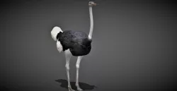 Animal Game-ready - feather goat 3D model