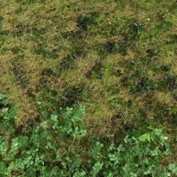 Ashweed Meadow Patch 3D model