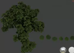 Aspen leaf 3D models 3D model