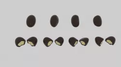 Choco Nut Low-poly 3D model