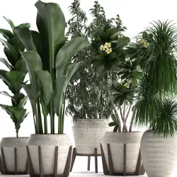 collection of exotic plants in white pots 425 3D model
