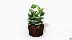 CrassulaMoonglow Cactus Plant - Photoscanned PBR Low-poly 3D model