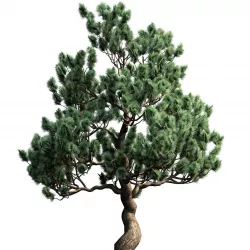 Decorative pine v3 Low-poly 3D model