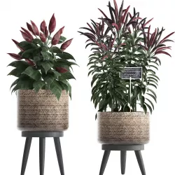 Decorative plants for the kitchen 423 Pepper 3D model