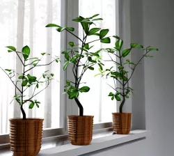 fig tree 3D model