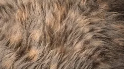 Fur Ornatrix Redshift 3dsmax maya 3D model