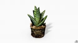 Gasteria Cactus Plant - Photoscanned PBR Low-poly 3D model