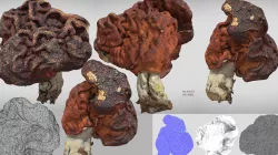 Gyromitra brain mushroom elephant ears Helvella  3D model