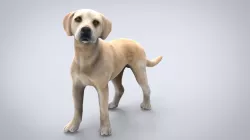 LABRADOR Low-poly 3D model