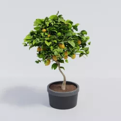 Lemon tree 3D model
