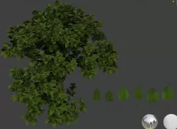 Lilac leaf 3D models 3D model