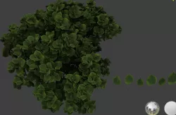 Linden leaf 3D models 3D model