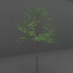 Maple Tree 3D model