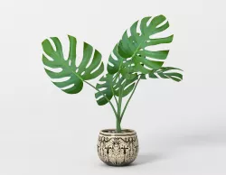 Monstera potted home flower 3D model
