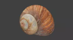 Moon Shell Photoscan Low-poly 3D model