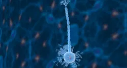 Nerve Cells Neuron 3D model